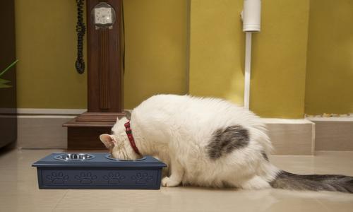 Show full view: Iconic Pet Sassy Paws Wooden Elevated Dog & Cat Bowls, Black, 2-cup slide 4 of 7