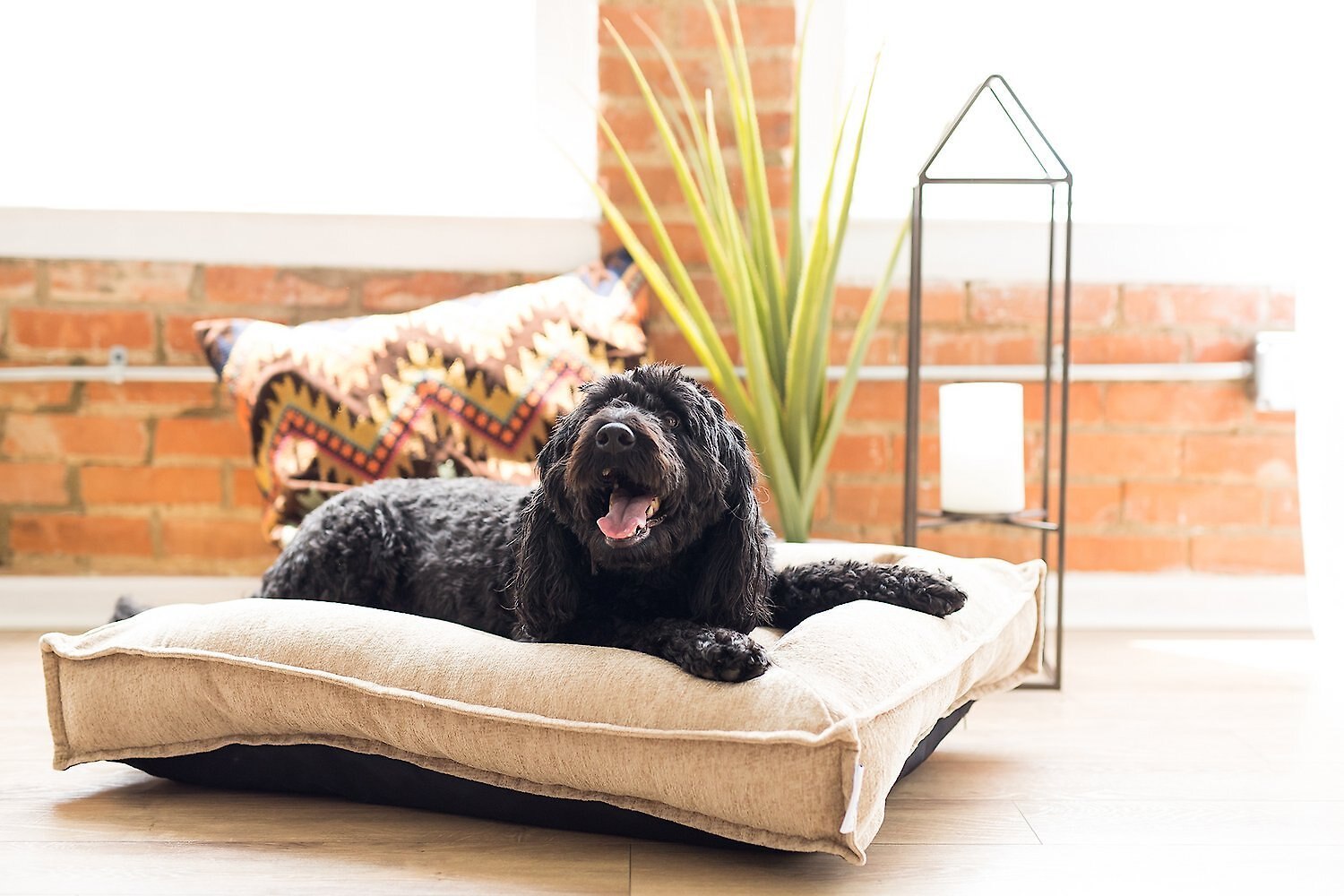 LAZBOY Sammy Flanged Pillow Dog Bed w/Removable Cover Customer