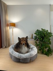 Best Pet Supplies Round Bolster Cat & Dog Bed, Light Gray, Large