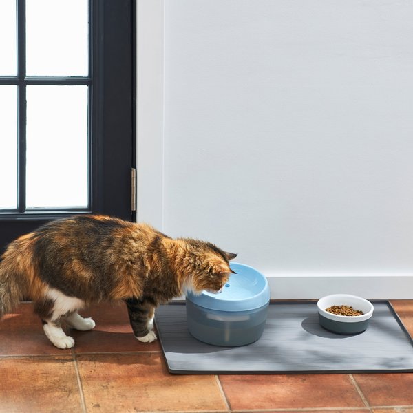 Chewy cat fountain sale