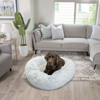 Large Dog Beds (Free Shipping) | Chewy