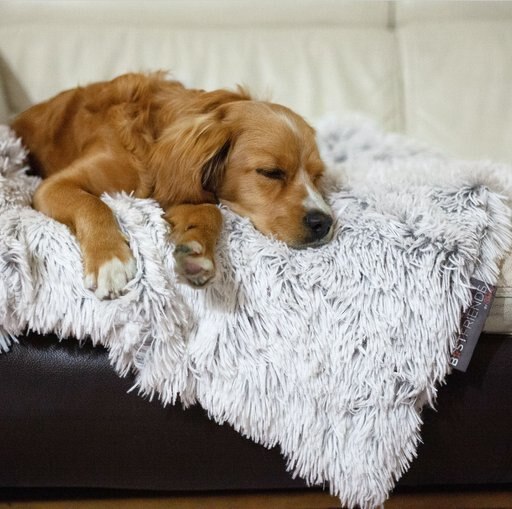 Best Friends by Sheri Throw Shag Dog & Cat Blanket, Frost, Standard