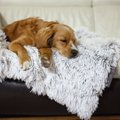 Best Friends by Sheri Throw Shag Dog & Cat Blanket, Frost, Standard