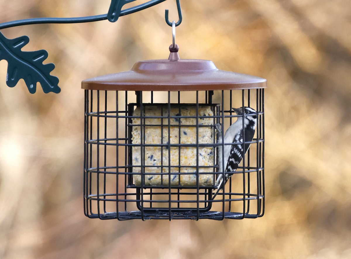 Chewy bird feeders sale