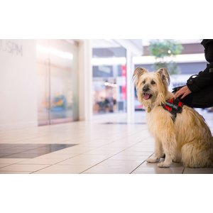 Chewy service dog outlet vest