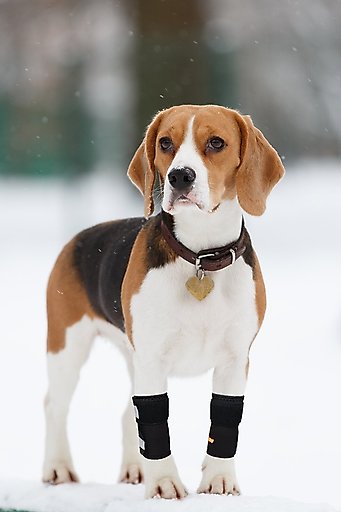NeoAlly Front Leg Dog Brace, S/M, 2 count