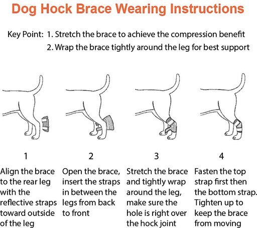 NeoAlly Back Hock Dog Brace, Small, 2 count