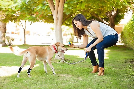 NeoAlly Back Hock Dog Brace, Small, 2 count