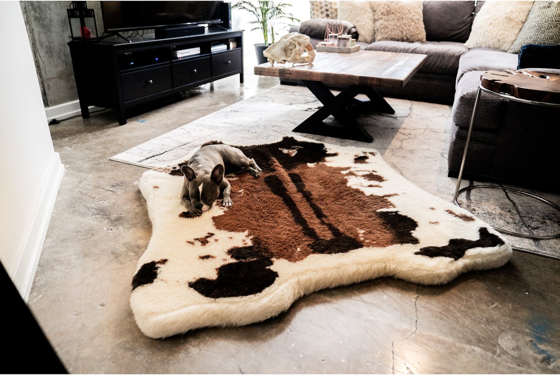 chewy puprug