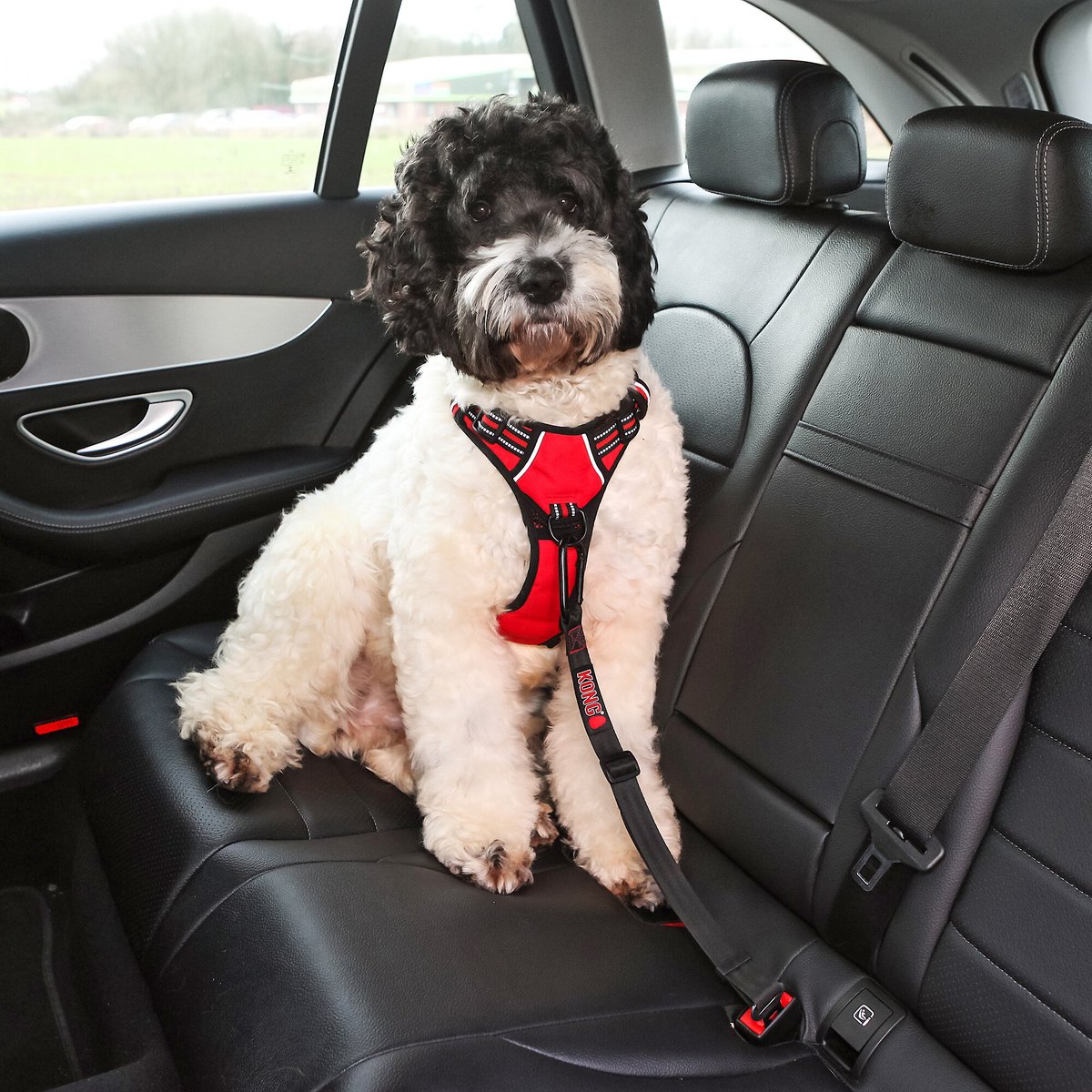 Volvo dog 2024 seat belt