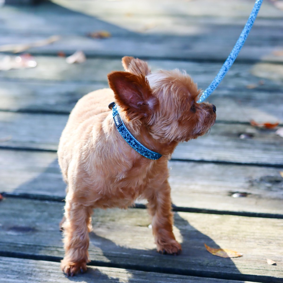 Li'l Pals Glitter Overlay Adjustable Dog Collar