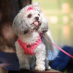 Li'l Pals E-Z Snap Patterned Dog Leash, Daisy Multicolor, 6-ft long, 3/8-in wide slide 2 of 6
