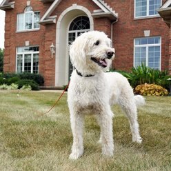 Titan Dome Stake & Dog Tie Out, Red, 15-ft slide 2 of 2