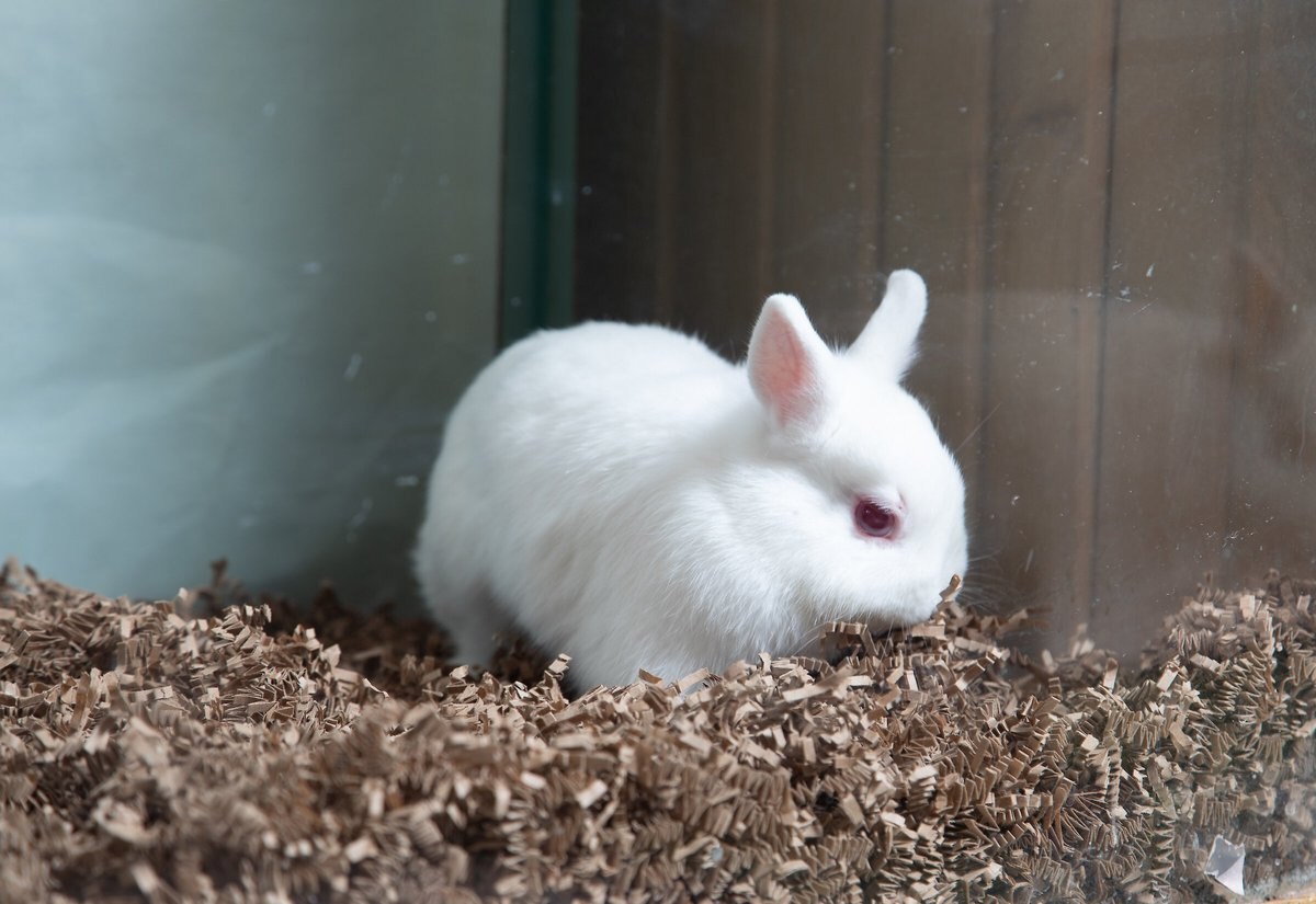 FIBERCORE Odor Control Small Animal EcoBedding, Natural, 10lb box