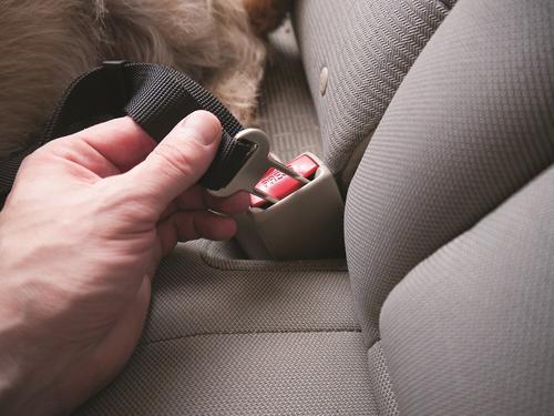 Show full view: FurHaven Pet Car Seat Clip, Black, 1 count slide 4 of 5