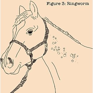Absorbine Fungasol Fungal Treatment Horse Ointment, 13-oz tub