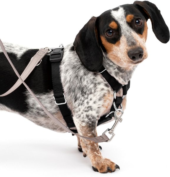 PetSafe Sure-Fit Adjustable Back Clip Dog Harness, Black, Small: 18 to 22-in chest slide 1 of 7