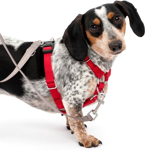 PETSAFE SureFit Adjustable Back Clip Dog Harness, Red, Small 18 to 22