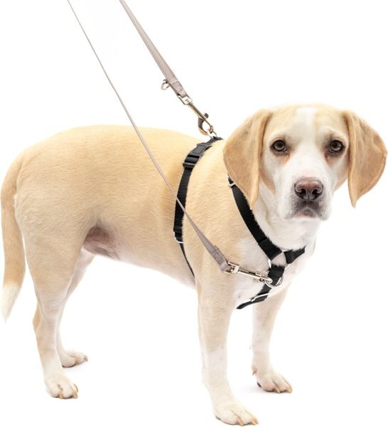 PetSafe Sure-Fit Adjustable Back Clip Dog Harness, Black, Medium: 22 to 30-in chest slide 1 of 6