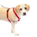 PetSafe Sure-Fit Adjustable Back Clip Dog Harness, Red, Medium: 22 to 30-in chest