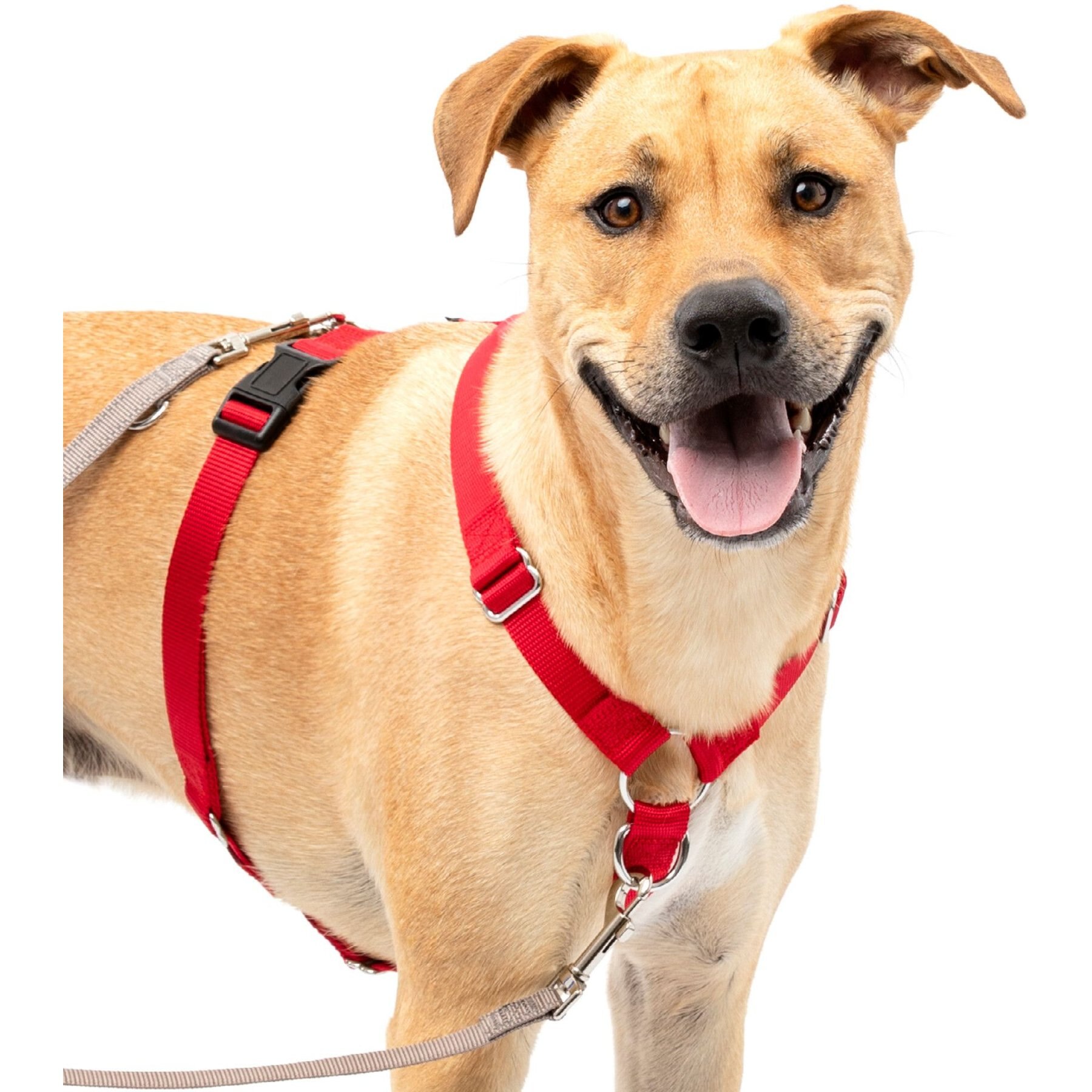 PetSafe Sure-Fit Adjustable Back Clip Dog Harness