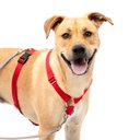 PetSafe Sure-Fit Adjustable Back Clip Dog Harness, Red, Large: 28 to 42-in chest