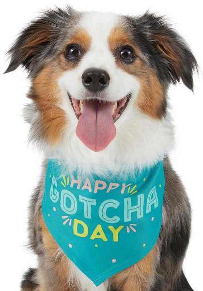 Frisco Happy Gotcha Day Dog & Cat Bandana, X-Small/Small slide 1 of 6