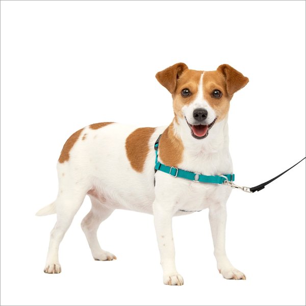 PETSAFE Easy Walk Dog Harness, Teal, Small 15 to 21in girth