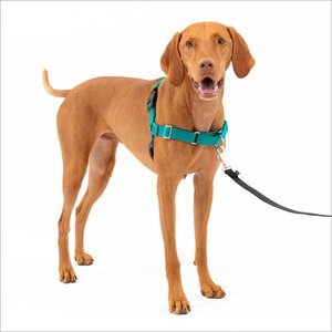 PetSafe Easy Walk Nylon No Pull Dog Harness, Teal, Medium: 21 to 32-in girth