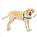 PetSafe Easy Walk Nylon No Pull Dog Harness, Teal, Large: 27 to 40-in girth