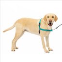 PetSafe Easy Walk Dog Harness, Teal, Large: 27 to 40-in girth