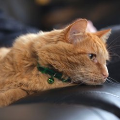 Safe Cat Jeweled Glitter Polyester Breakaway Cat Collar with Bell, Green Dot, 8 to 12-in neck, 3/8-in wide slide 2 of 4