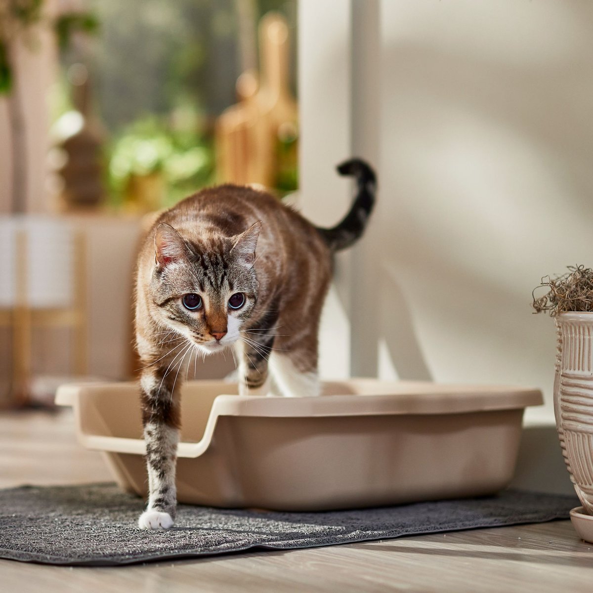 KITTYGOHERE Senior Cat Litter Box, Sand, Small