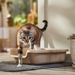 KittyGoHere Senior Cat Litter Box, Sand, Small slide 1 of 2