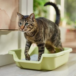 KittyGoHere Senior Cat Litter Box, Green, Small