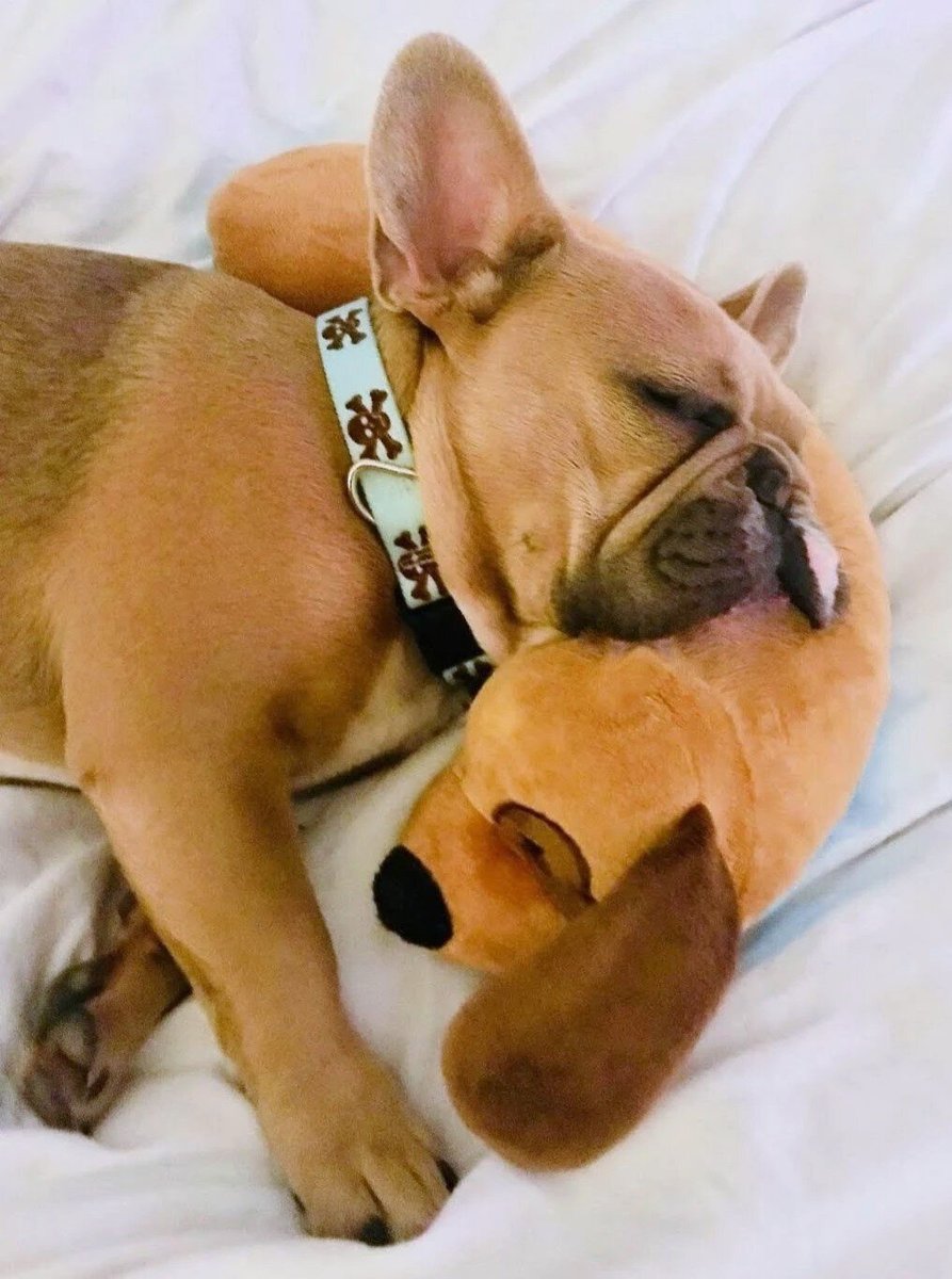 THE DOG PILLOW COMPANY Snug Pillow Plush Dog Toy