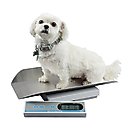 Brecknell MS20S Digital Pet Scale