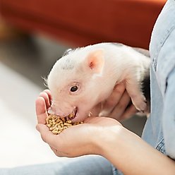 Mazuri Mini Pig Youth Feed, 25-lb bag slide 2 of 9