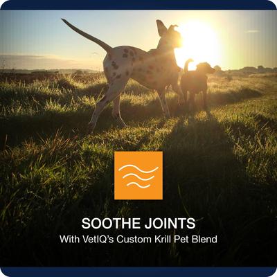 Show full view: VetIQ Maximum Strength Hip & Joint Soft Chew Joint Supplement for Dogs, 90 count slide 6 of 13