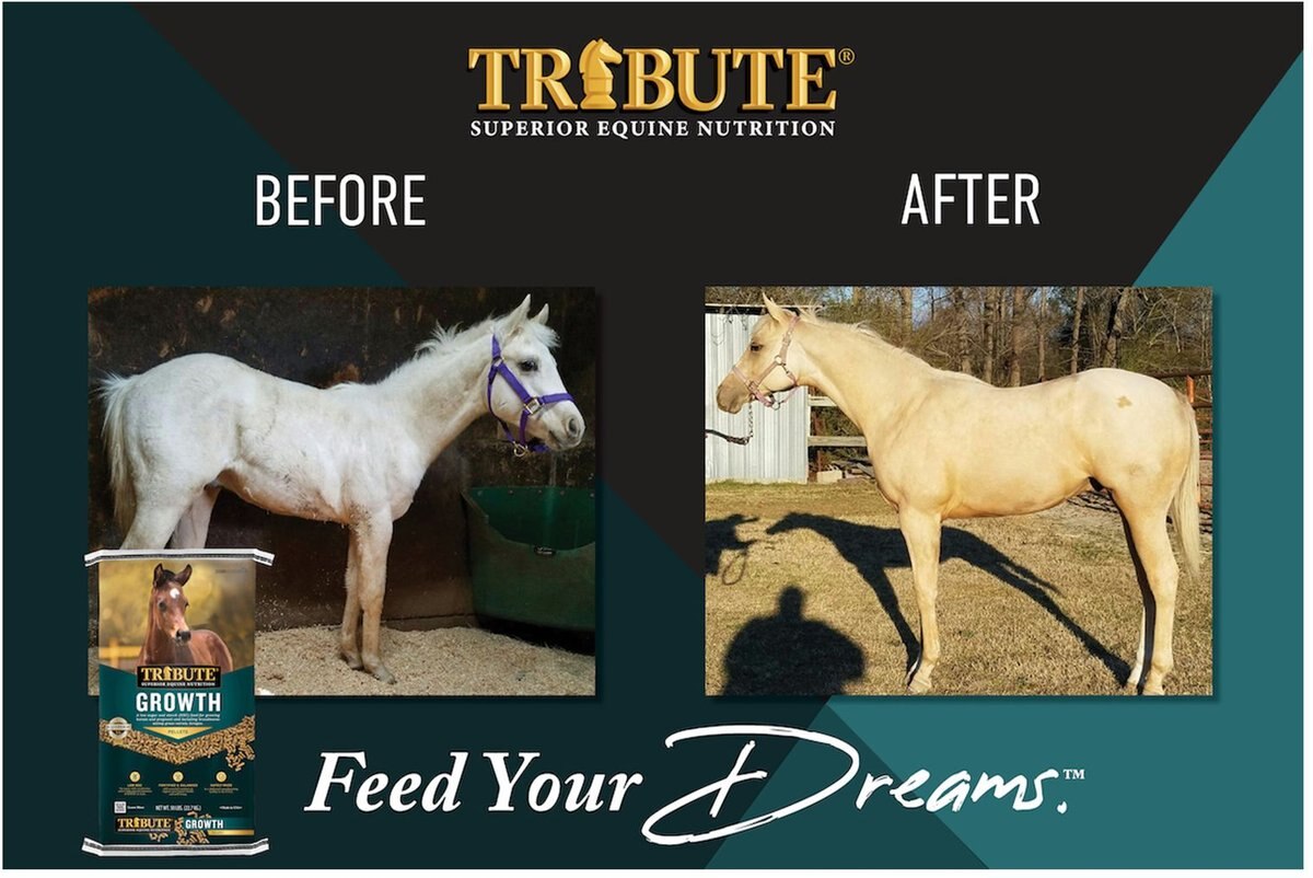 TRIBUTE EQUINE NUTRITION Growth Pellet LowNSC, MolassesFree Horse Feed, 50lb bag