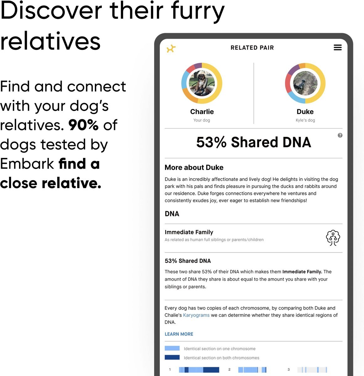 Labrador best sale dna testing