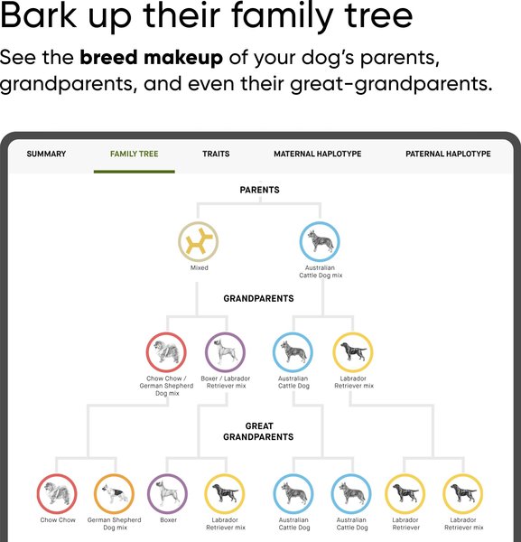 Show full view: Embark Breed Identification DNA Test for Dogs slide 4 of 9