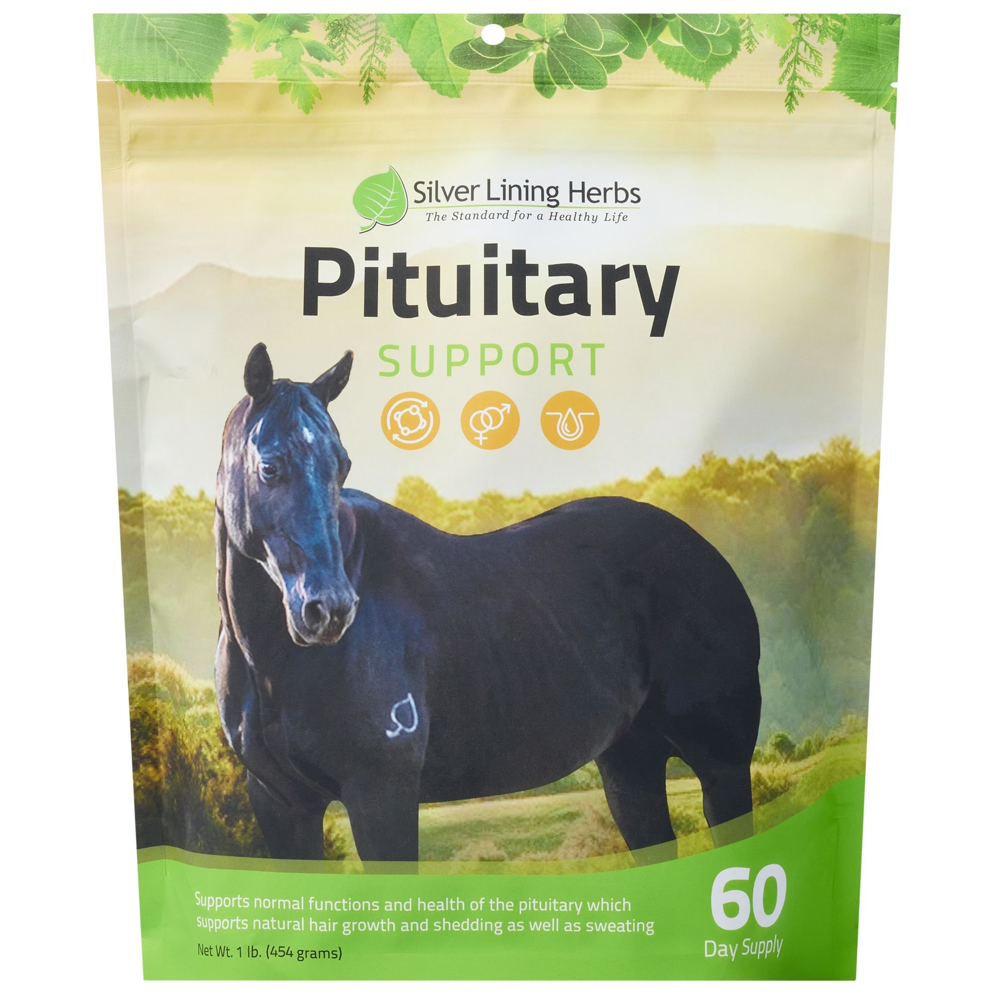 Amazing Vitamins That Support Your Pituitary Gland'S Function - f3lm4sg