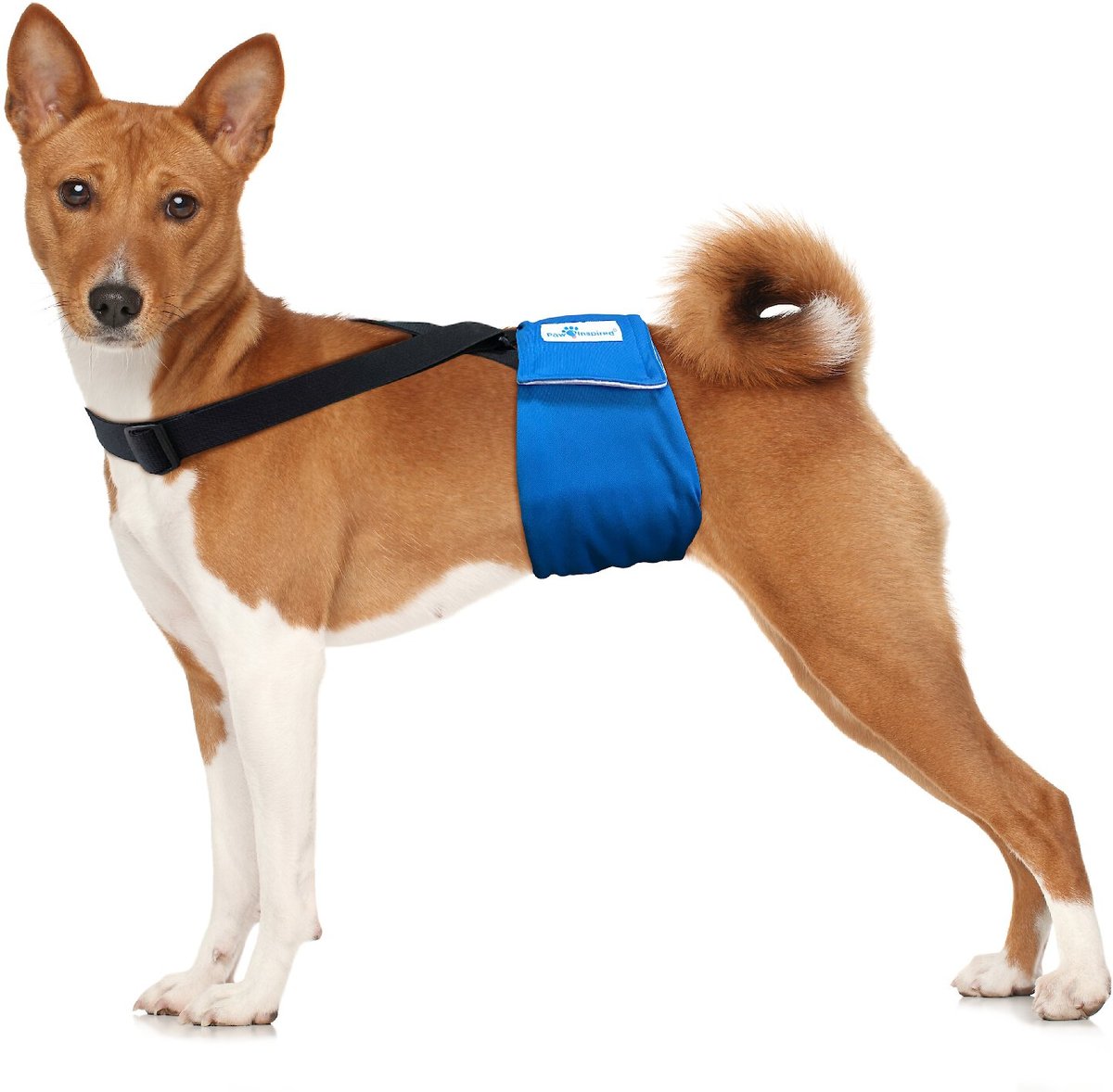 Dog belly hot sale band with suspenders