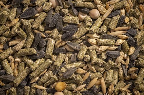 Show full view: Modesto Milling Organic Whole Grain 18% Protein Layer Chicken Feed, 50-lb bag slide 3 of 8