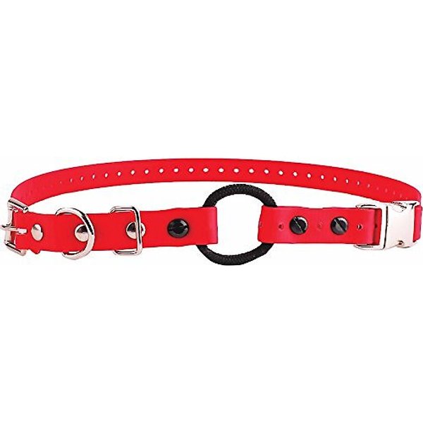 EDUCATOR By ECollar Technologies Educator Quick Snap Bungee Dog Collar