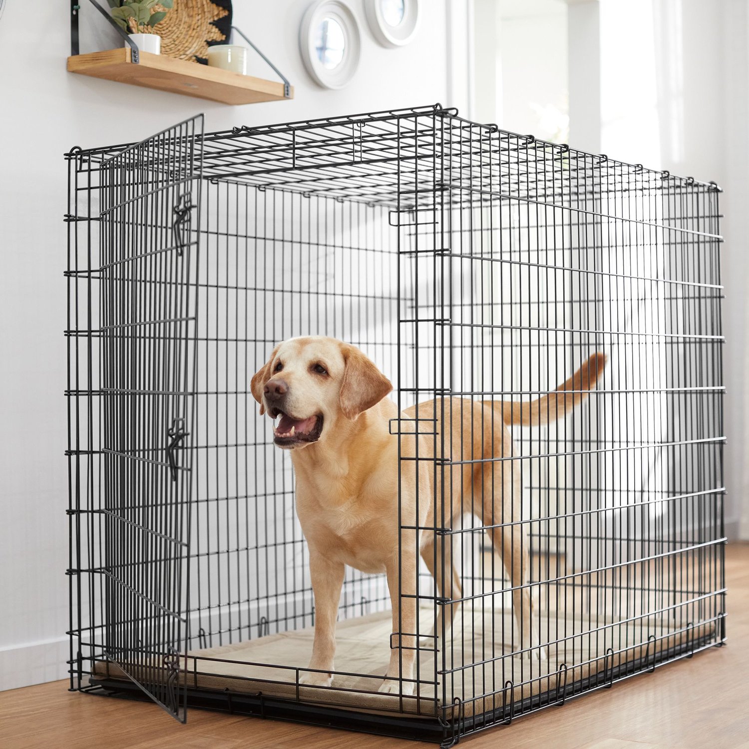 New Dog Xx Video - FRISCO XX-Large Heavy Duty Single Door Wire Dog Crate, 54 inch - Chewy.com