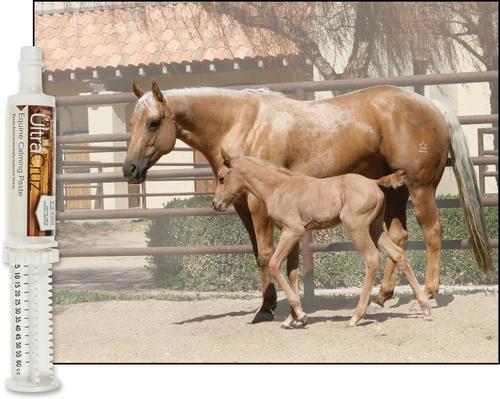 Show full view: UltraCruz Calming Paste Horse Supplement, 60-ml syringe slide 3 of 4