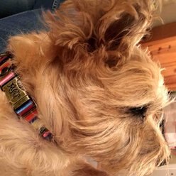 Merry Jane & Thor Kaleidoscope Polyester Dog Collar, X-Small: 8.5 to 12-in neck, 5/8-in wide slide 2 of 5