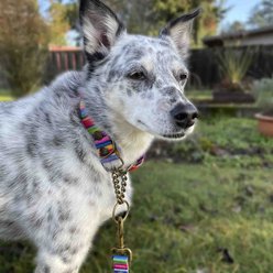 Merry Jane & Thor Kaleidoscope Polyester Martingale Dog Collar, Medium: 13 to 20-in neck, 1.25-in wide slide 2 of 6